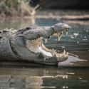 Crocodiles on Random Most Deadly Animals