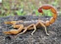 Scorpions on Random Most Deadly Animals