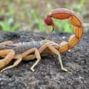 Scorpions on Random Most Deadly Animals