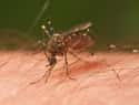 Mosquitos on Random Most Deadly Animals