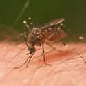 Mosquitos on Random Most Deadly Animals
