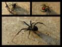 Black Widow And Brown Recluse Spiders on Random Most Deadly Animals