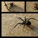 Black Widow And Brown Recluse Spiders on Random Most Deadly Animals