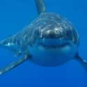 Sharks on Random Most Deadly Animals