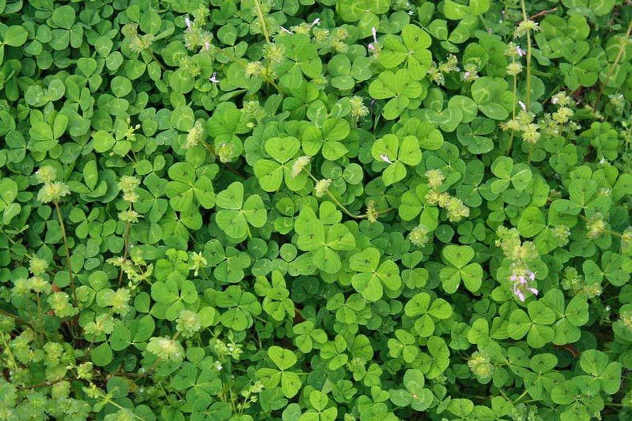 The Shamrock And The Four-Leaf Clover Are Different