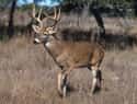 Deer on Random Most Deadly Animals
