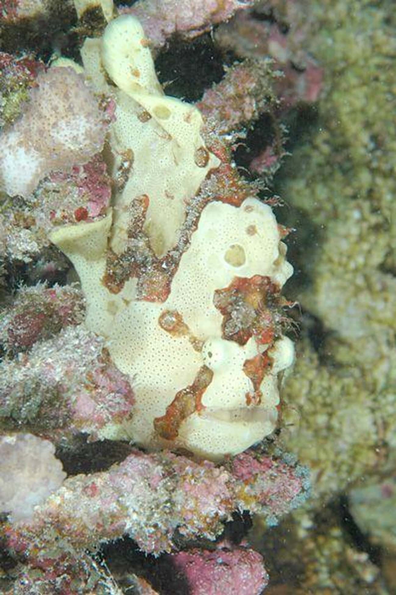 The Frightening Looking Frogfish