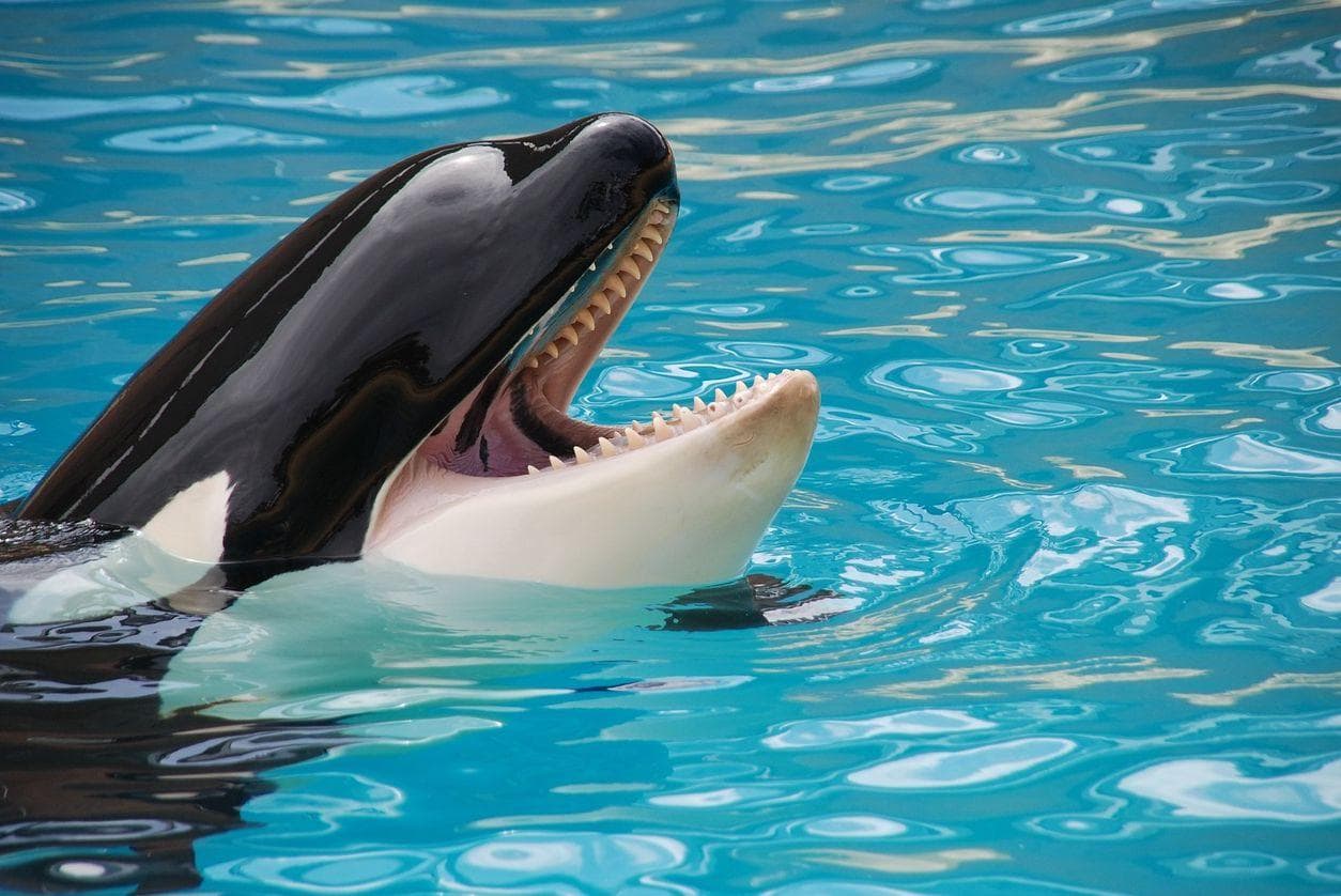 Random Most Awful Incidents to Ever Happen at SeaWorld
