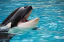 A Man Drowned In The Orca Tank In Orlando on Random Most Awful Incidents to Ever Happen at SeaWorld