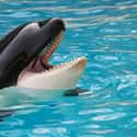 A Man Drowned In The Orca Tank In Orlando on Random Most Awful Incidents to Ever Happen at SeaWorld