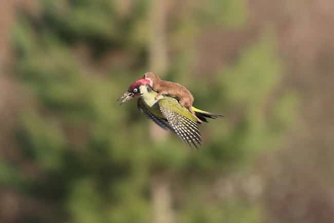 A Baby Weasel Rides a Woodpecker (!!)