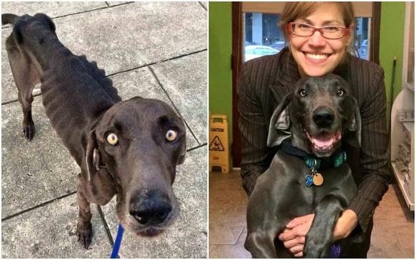 Собаки похожие на своих хозяев. Мышление кошек и собак. Вся правда про хозяев. Участники сквада хозяева. Айлурофилия.