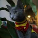The Kitty Wonder on Random Cutest Cats Dressed as Superheroes