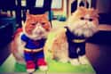 The Purr League of America on Random Cutest Cats Dressed as Superheroes
