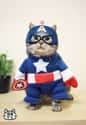Cat-tain America on Random Cutest Cats Dressed as Superheroes
