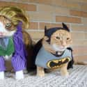 Furr-ious Foes on Random Cutest Cats Dressed as Superheroes