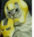 Tony "Iron Cat" Stark on Random Cutest Cats Dressed as Superheroes