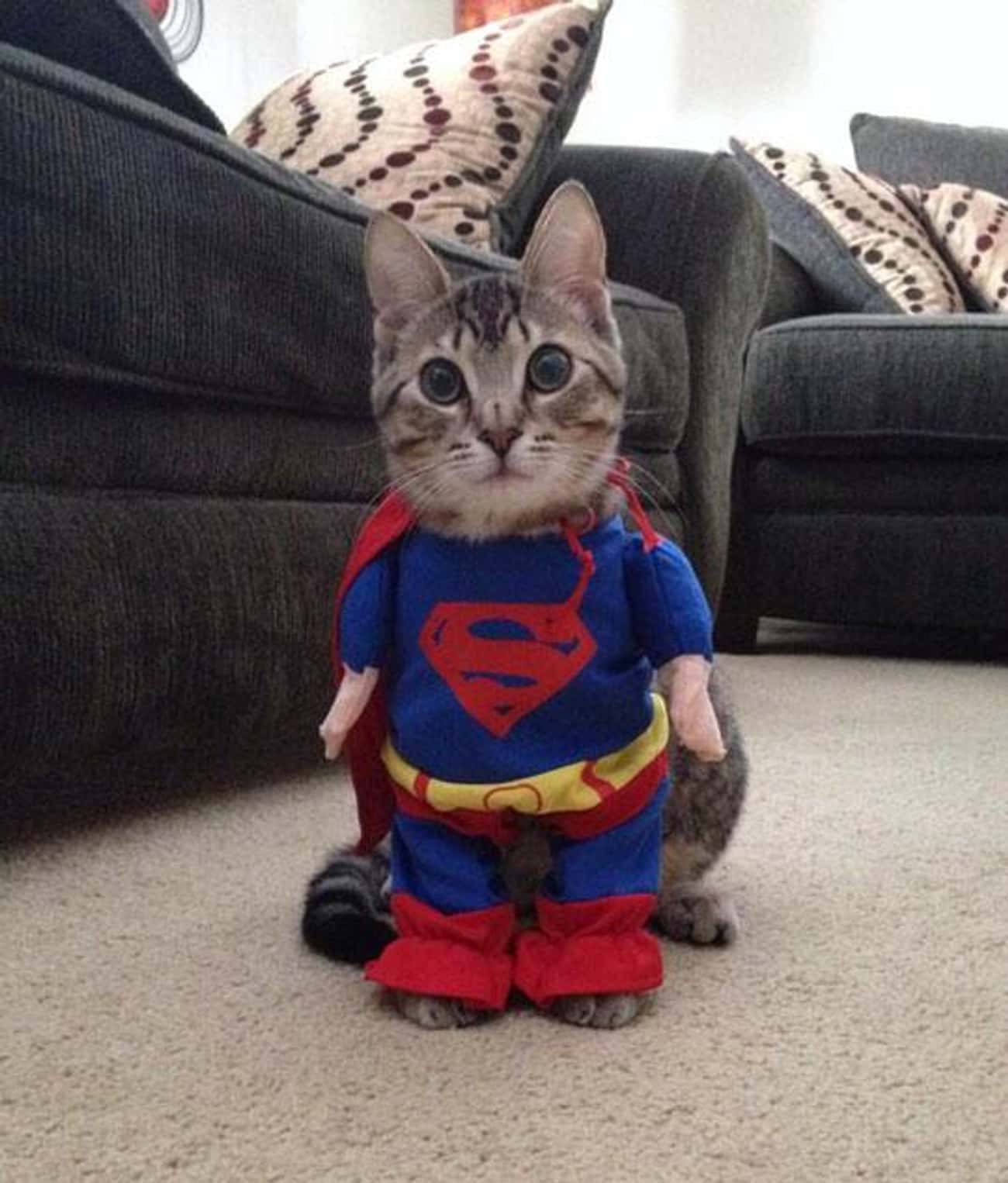 Котик в костюме Супермена