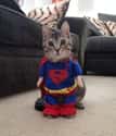 Supercat on Random Cutest Cats Dressed as Superheroes