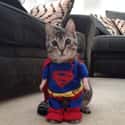 Supercat on Random Cutest Cats Dressed as Superheroes
