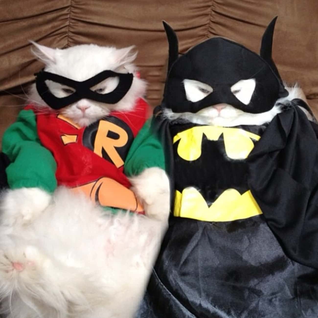Коты в костюмах супергероев