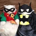 The Furry Duo on Random Cutest Cats Dressed as Superheroes