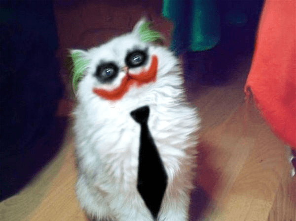 Random Cutest Cats Dressed as Superheroes