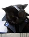 Nick Furry on Random Cutest Cats Dressed as Superheroes
