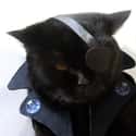 Nick Furry on Random Cutest Cats Dressed as Superheroes
