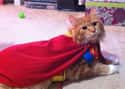 Kitty of Steel on Random Cutest Cats Dressed as Superheroes