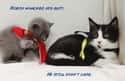 The Adventures of Catman and Robin on Random Cutest Cats Dressed as Superheroes