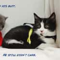 The Adventures of Catman and Robin on Random Cutest Cats Dressed as Superheroes
