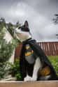 The Unmasked Feline on Random Cutest Cats Dressed as Superheroes