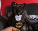 Bruce Wayne is...Catman on Random Cutest Cats Dressed as Superheroes
