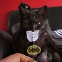 Bruce Wayne is...Catman on Random Cutest Cats Dressed as Superheroes