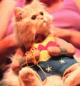 Wonder Cat on Random Cutest Cats Dressed as Superheroes