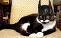 Catman Begins on Random Cutest Cats Dressed as Superheroes