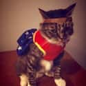 Diana Purr-ince on Random Cutest Cats Dressed as Superheroes