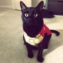 Iron Cat on Random Cutest Cats Dressed as Superheroes