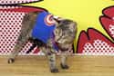 Kitty America on Random Cutest Cats Dressed as Superheroes