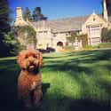 This Dog That Paid Cash for This Mansion on Random Best of the Rich Dogs of Instagram