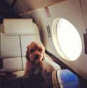 This Dog That Guesses a Window Seat Will Be Fine on Random Best of the Rich Dogs of Instagram