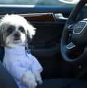 This Dog That Needs the Steering Wheel Adjusted When You Have a Moment on Random Best of the Rich Dogs of Instagram