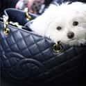 This Dog That Doesn't Even Know What Purses Are Really For on Random Best of the Rich Dogs of Instagram