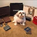 This Dog That Is All, "Okay, But Where Is the YSL?" on Random Best of the Rich Dogs of Instagram
