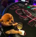 This Dog That Really Prefers Poker on Random Best of the Rich Dogs of Instagram