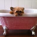 This Dog That Is Feeling Meh About Its New Bathtub on Random Best of the Rich Dogs of Instagram