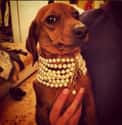 This Dog That Likes the Pearls, But Thinks They Are a Little Heavy to Be Honest on Random Best of the Rich Dogs of Instagram