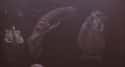 An Alien Skull Appears in the Trophy Room of Predator 2 on Random Easy-To-Miss Horror Movie Easter Eggs