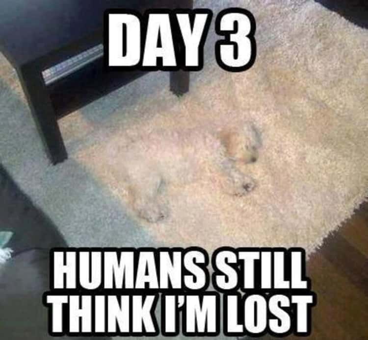 human and animal funny meme